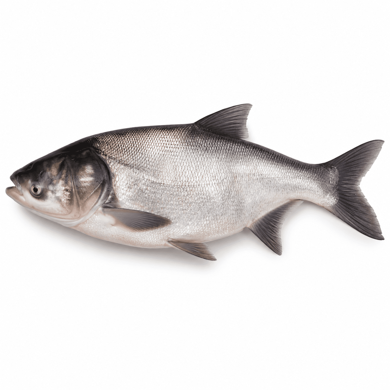 Bighead carp